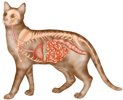 Пищевод кошки. Пищеварительная система кошки анатомия. Кишечник кошки анатомия. Желудочно кишечный тракт кошки анатомия.